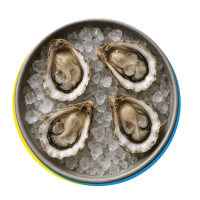 Ostriche